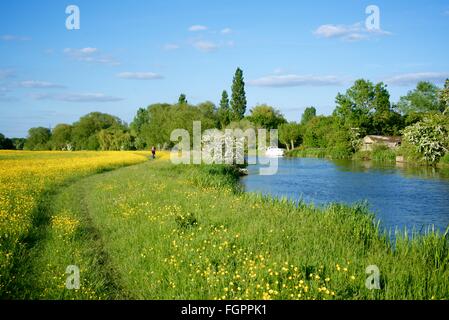 Radfahren entlang der Themse in der Nähe von Appleton in Oxfordshire, England Stockfoto