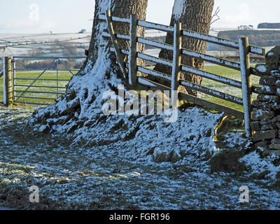 Prise schattigen Schnee auf Bank Zaun und Baum-Stämmen im sonnigen Cumbrian Bauernhof ländlich Stockfoto