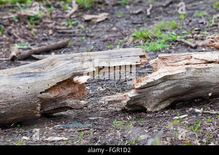 geknackt Log bilden eine symmetrische Form auf dem Waldboden Stockfoto