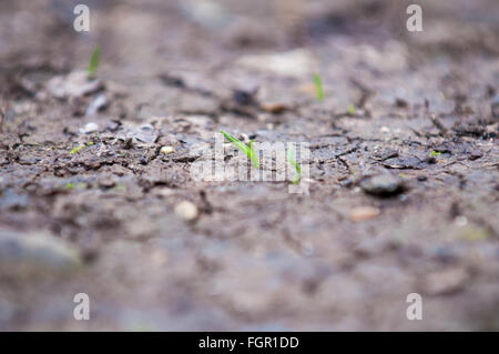 Kleine neue Pflanze wächst aus rissige trockene Erde im Wald Stockfoto