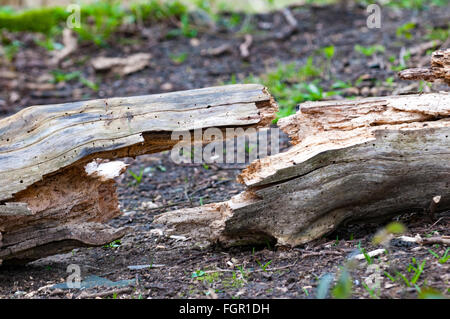 geknackt Log bilden eine symmetrische Form auf dem Waldboden Stockfoto