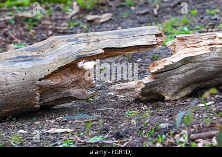 geknackt Log bilden eine symmetrische Form auf dem Waldboden Stockfoto