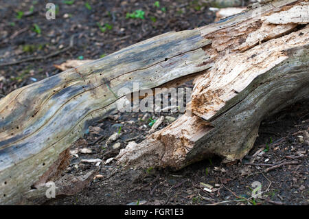 geknackt Log bilden eine symmetrische Form auf dem Waldboden Stockfoto