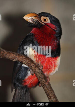 Bärtige Barbet (Lybius Dubius) Stockfoto