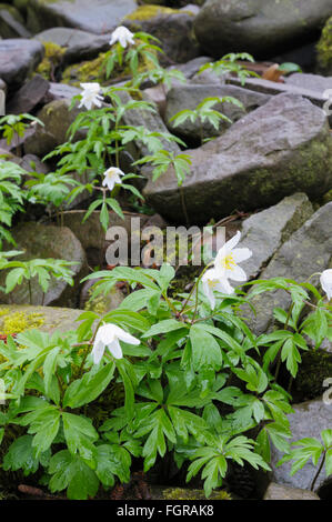 Buschwindröschen (Anemone Nemorosa) zwischen den Felsen wachsen Stockfoto