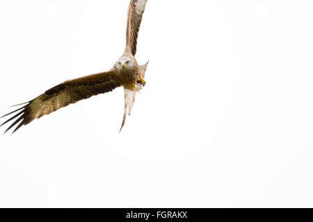 Ein einziger roter Drachen, Milvus milvus, mit seinen ausgebreiteten Flügeln bereitet sich auf die Suche nach Nahrung, während er gegen einen hellgrauen Winterhimmel aufsteigt Stockfoto