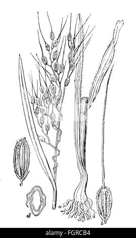 botanik, Pilz, Ergot (Claviceps purpurea), Entwicklung des Ergot, Zeichnung, Grafik, Grafik, Claviceps purea, Ergot, Sklerotium, Medizin, Medikamente, Gift, Gifte, toxische Substanz, toxische Substanzen, Krankheit, Krankheiten, Krankheiten, Krankheit, Krankheiten, Krankheitserreger, pathogene Keime, pathogene Erreger, Krankheitserreger, pathogene Keime, Pilze, historische, Mykologie, Pilze, Krankheitserreger, Zusätzliche-Rechte-Clearences-Nicht Verfügbar Stockfoto