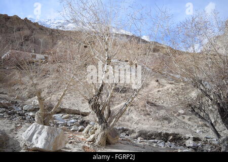 Winterbäume in Neyrak, Ladakh, Indien Stockfoto