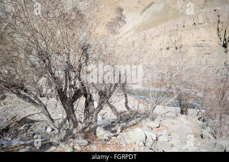 Winterbäume in Neyrak, Ladakh, Indien Stockfoto