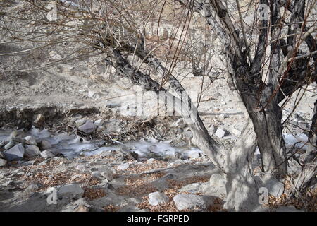 Winterbäume in Neyrak, Ladakh, Indien Stockfoto