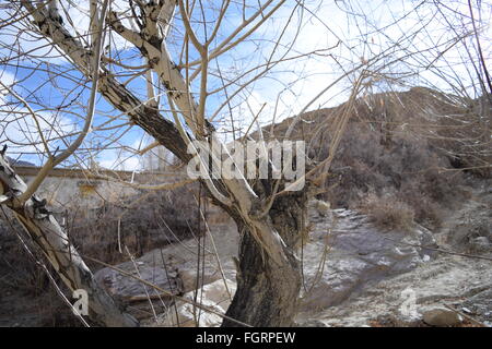 Winterbäume in Neyrak, Ladakh, Indien Stockfoto