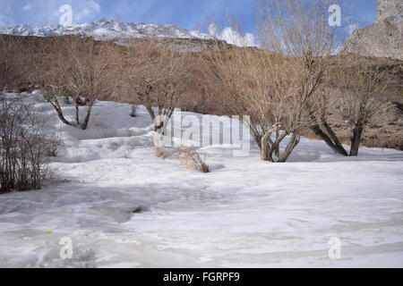 Winterbäume in Neyrak, Ladakh, Indien Stockfoto