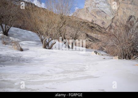 Winterbäume in Neyrak, Ladakh, Indien Stockfoto