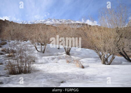 Winterbäume in Neyrak, Ladakh, Indien Stockfoto