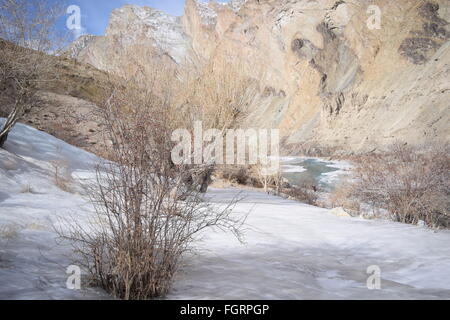 Winterbäume in Neyrak, Ladakh, Indien Stockfoto