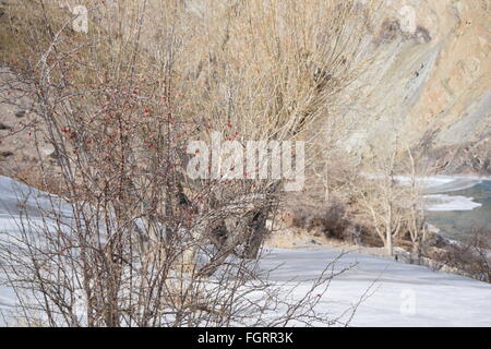 Winterbäume in Neyrak, Ladakh, Indien Stockfoto