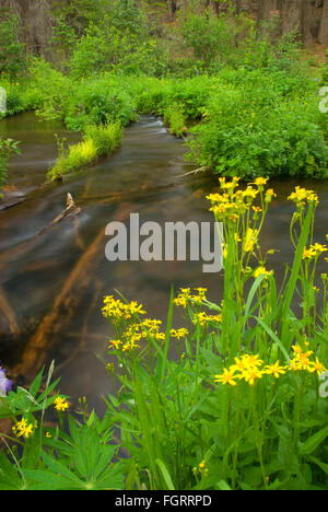 Jack Creek, Deschutes National Forest, Oregon Stockfoto