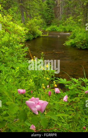 Wild rose entlang Jack Creek, Deschutes National Forest, Oregon Stockfoto