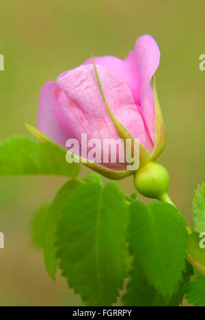 Wild rose entlang Jack Creek, Deschutes National Forest, Oregon Stockfoto