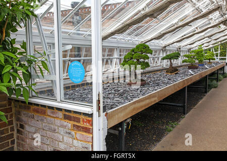 Bonsai Bäume in einem Gewächshaus oder Treibhaus bei Kew botanischen Gärten London England UK Stockfoto