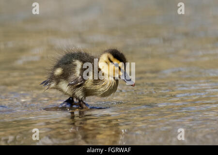 Stockente Entlein (Anas Platyrhynchos) durch das flache Wasser waten. Stockfoto