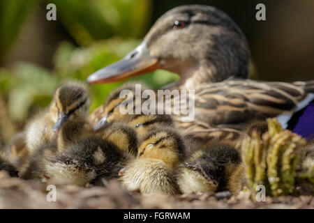 Stockente Enten (Anas Platyrhynchos) ruht in ein Wirrwarr unter dem wachsamen Auge von Mama. Stockfoto