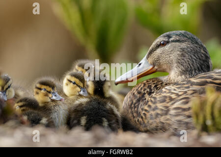 Stockente Enten (Anas Platyrhynchos) ruht in ein Wirrwarr unter dem wachsamen Auge von Mama. Stockfoto