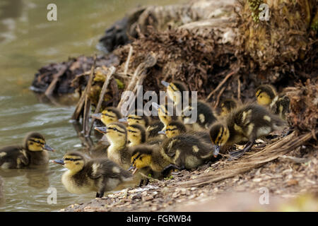 Stockente Enten (Anas Platyrhynchos) am Rand des Wassers. Stockfoto