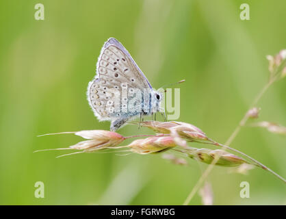 Männliche gemeinsame blaue Schmetterling (Polyommatus Icarus) thront auf einem Rasen-Stiel.