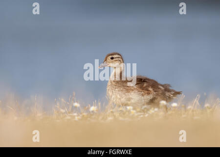 Stockente Entlein (Anas Platyrhynchos) zu Fuß vor einem See getrocknetes Gras. Stockfoto