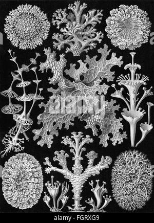 Wissenschaft, Biologie, Lichenes, Cladonia, Lithographie, 'Kunstformen der Natur' von Ernst Haeckel, 1899 - 1904, zusätzliche-Rechte-Clearenzen-nicht vorhanden Stockfoto