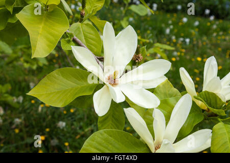 Weiße Blüten einer Magnolia stellata, auch Sternmagnolie genannt, Cheshire England Großbritannien GB Stockfoto