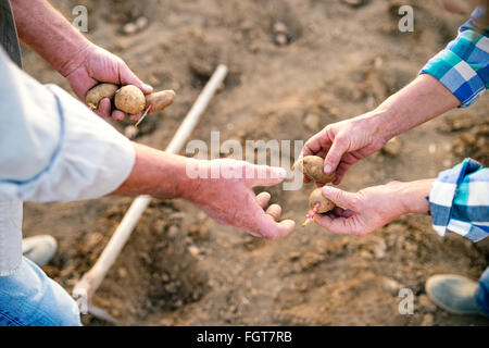 Nicht erkennbare älteres paar Hände, Pflanzen von Kartoffeln in der g Stockfoto