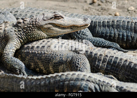 Eine Gruppe von gemeinsamen (amerikanischen) Alligatoren, die in der Sonne aalen. Stockfoto