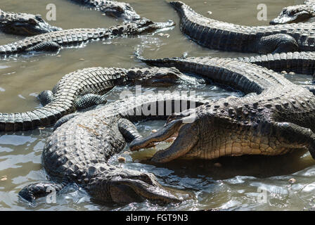 Eine Gruppe von gemeinsamen (amerikanischen) Alligatoren Aalen / mock Kämpfe im seichten Wasser. Stockfoto