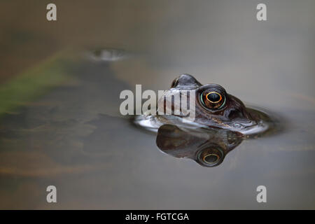 Gemeinsamen Frosch Rana Temporaria in ruhigen Teich mit glatten Silberlicht und Reflexion Stockfoto