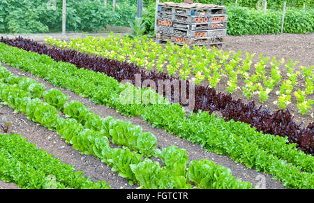 Reihen von Grün, rot Kopfsalat und Sellerie wachsen in ein Gemüse Garten mit künstlichen Insekten und bug nach Hause Stockfoto