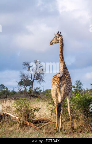 Giraffe Giraffa Specie Plancius Familie Giraffidae Stockfoto