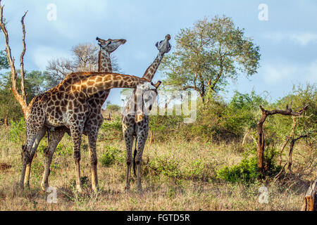 Giraffe Giraffa Specie Plancius Familie Giraffidae Stockfoto