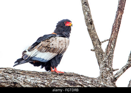 Bateleur Adler Specie Terathopius Ecaudatus Familie Accipitridae Stockfoto