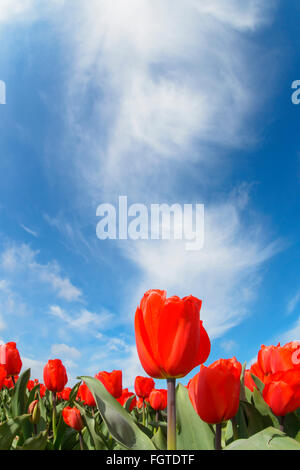 Rote und gelbe Tulpen, hautnah, mit niederländischen Himmelblau, Nordholland, Niederlande. Stockfoto