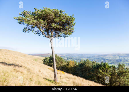 Eine einzelne Caledonian Pine Tree in der Nähe der Gipfel des zurück Tor, auf dem großen Ridge, Derbyshire, Peak District National Park, England, Großbritannien Stockfoto