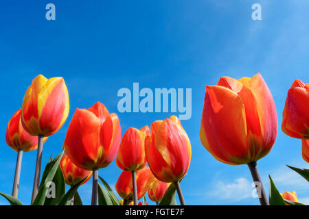 Rote und gelbe Tulpen, hautnah, mit niederländischen Himmelblau, Nordholland, Niederlande. Stockfoto