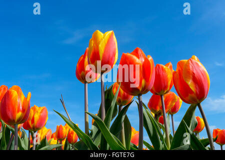 Rote und gelbe Tulpen, hautnah, mit niederländischen Himmelblau, Nordholland, Niederlande. Stockfoto