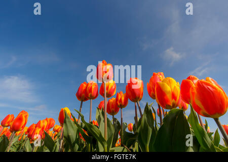 Rote und gelbe Tulpen, hautnah, mit niederländischen Himmelblau, Nordholland, Niederlande. Stockfoto