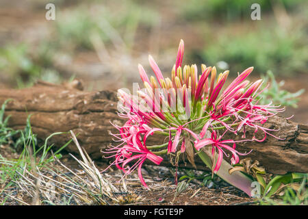 Blut-Lilie Blume Specie Scadoxus Multiflorus Familie von Amaryllis Stockfoto