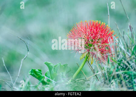 Blut-Lilie Blume Specie Scadoxus Multiflorus Familie von Amaryllis Stockfoto