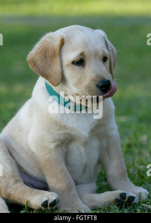 22. Februar 2016 - ist Brea, Kalifornien, USA - der Labrador Retriever Amerikas beliebteste Hunderasse im 25. Jahr in Folge, der American Kennel Club gab am Montag bekannt. Datei 2004 At Augen knapp über zwei Monate alt, Scout, ihrer neuen Heimat und Hund Familie in Brea. Fotograf Jebb Harris lebt seit über 25 Jahren mit Labradors. (Kredit-Bild: © Jebb Harris über ZUMA Draht) Stockfoto