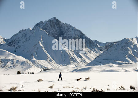 22. Februar 2016 - Mammoth Lakes, Kalifornien, ist USA - der Labrador Retriever Amerikas beliebteste Hunderasse im 25. Jahr in Folge, der American Kennel Club gab am Montag bekannt. Datei 2011 mit den Sierras als Kulisse, CINDY ROBERTS Langlaufski mit den Labors in der Nähe der Mammoth Seen. Teddy ist der ältere Hund Energiesparen hinten während Roxy und Scout voraus im Schnee toben.  Fotograf Jebb Harris lebt seit über 25 Jahren mit Labradors. (Kredit-Bild: © Jebb Harris über ZUMA Draht) Stockfoto