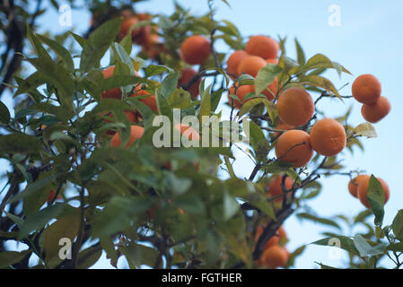 Frankreich: Lemons Festival in Menton Stockfoto